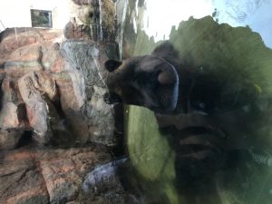 上野動物園,クマたちの丘,水につかるクマ