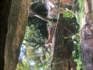 上野動物園,トラ