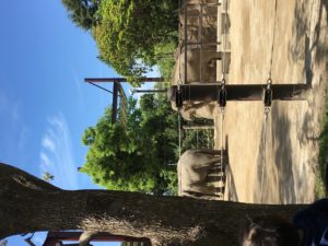 上野動物園,ゾウ