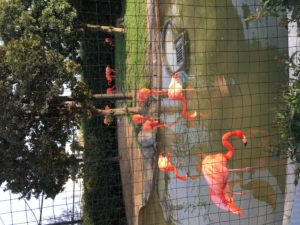 上野動物園,フラミンゴ