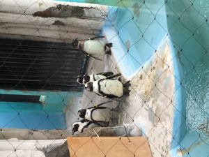 上野動物園,ペンギン